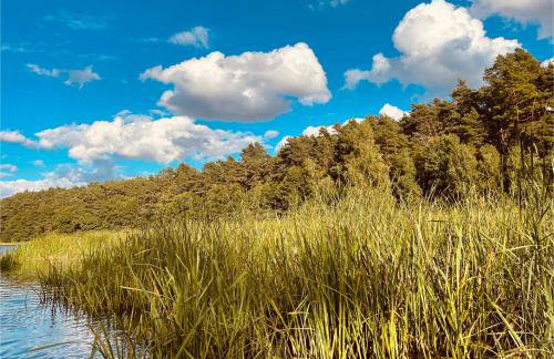 Forest Mood - Foto 67