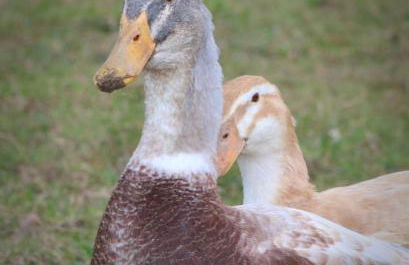 Dartmoor Reach Alpaca Farm - Foto 76