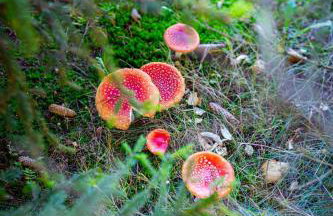 DOMEK NIEBIESKI W BESKIDZIE MAŁYM - Foto 24