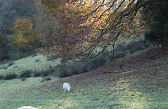 Rock Cottage - Log burners and jacuzzi bath - Foto 30