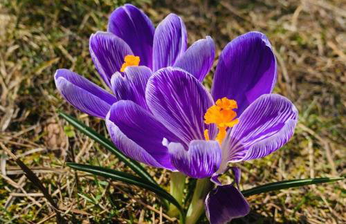 Dom CROCUS z ogrodem w Parku Krajobrazowym - Foto 35