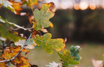 Nestledstays - The Hide - Photo 23