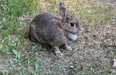 Lac de Vassivière Petite maison à proximité - Foto 23