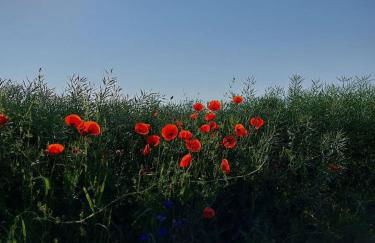 Stilvolle Ferienwohnung im Eichsfeld - Foto 42