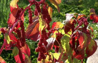 Apartment Ugljan 846b - Foto 12