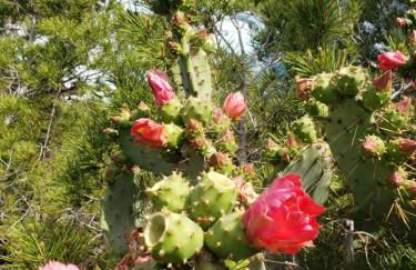 Petite Villa indépendante - Grande piscine 12x8 - Foto 28