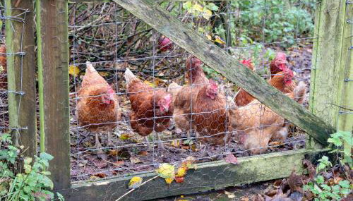 The Farmhouse - Foto 3