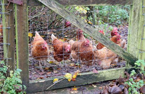 The Farmhouse - Foto 3