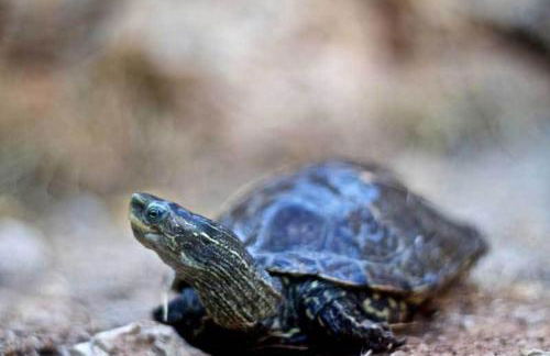 Stone Village Hotel Apartments - Foto 58