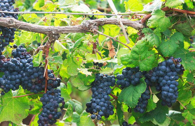 Tour delle vigne e delle cantine di San Juan - Foto 1