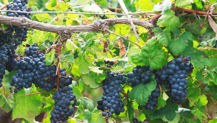 Tour de vinhedos e adegas por San Juan