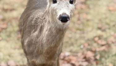 Pocono Chalet,Hot Tub,Arcade,Fireplace, Lake,Pool, Pet friendly, near Jim Thorpe No extra fees to use amenities - Foto 3