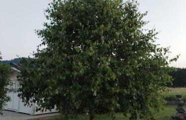 ForRest Spa Apartment - Private Jacuzzi & Sauna - Foto 38