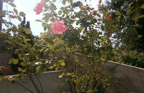 Apartments Toni - Foto 66