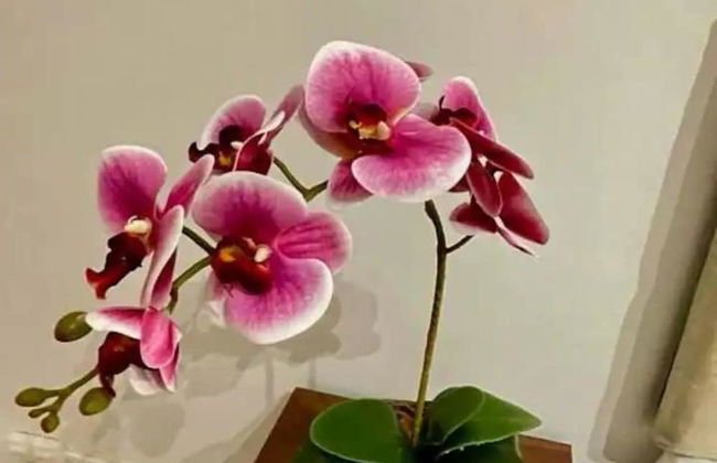 Apartamento Gloria View HIR 23 - Foto 20