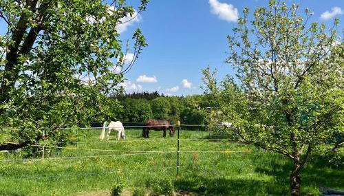 Wohnung mit Bergblick - Photo 2