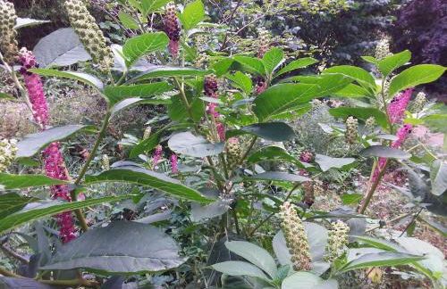 L'Orchidée - Photo 5