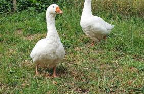 Ferienwohnung auf Hof Santangelo - Foto 21