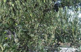 Eco Secluded apartments Zabodarski - Foto 11