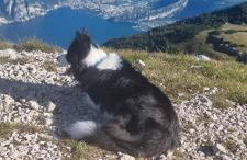 Garden & Pool Perugini - Foto 11