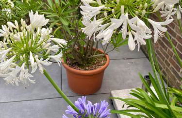 Komfort-Apartment BIRKE - Foto 16