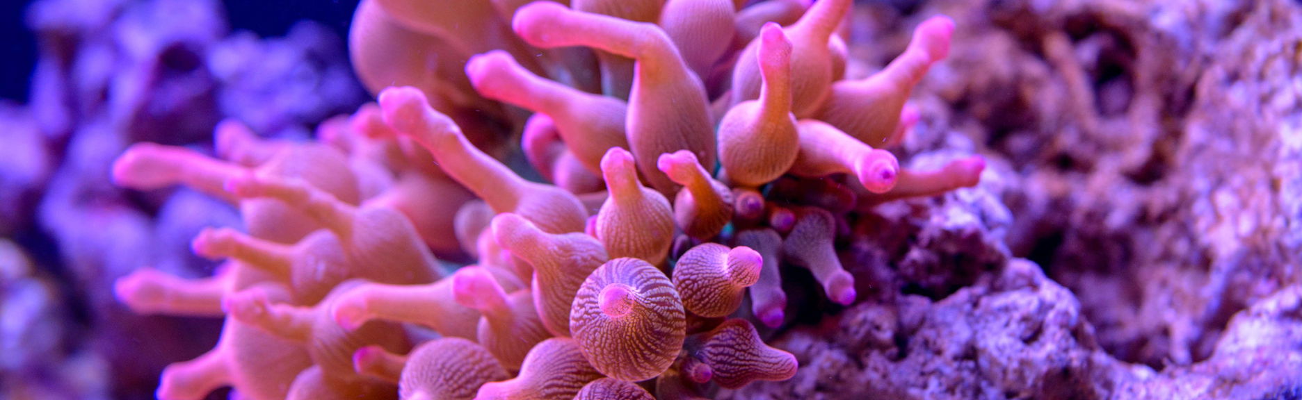 Entrada a SEA LIFE® Munich