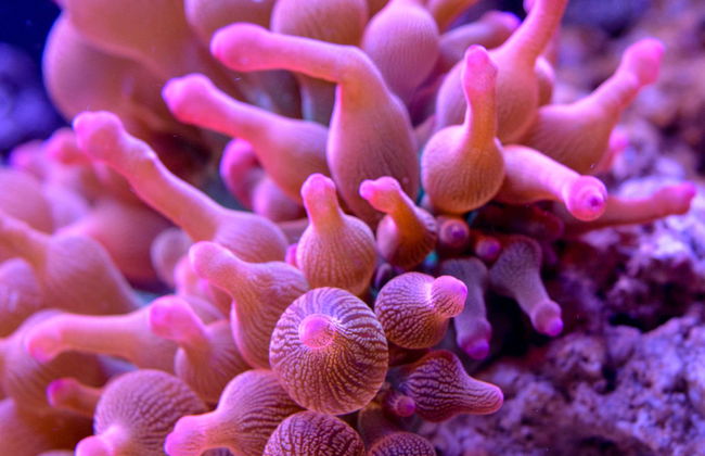 Entrada a SEA LIFE® Munich - Foto 1