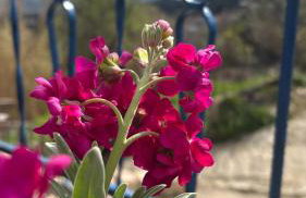 Grandmother's House - Foto 41