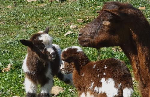 Gecko Pego Longo - Foto 68