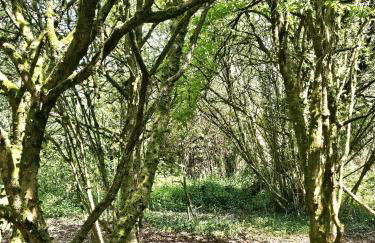 The Annexe Lurley Manor - Foto 12