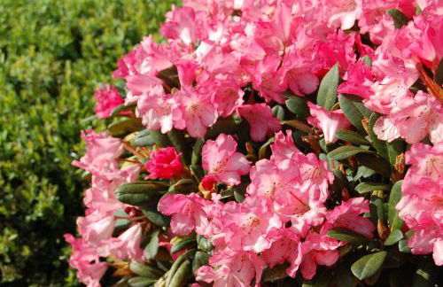 Ferienwohnung_Beethovenstrasse - Foto 3