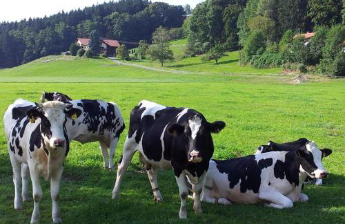 Zwischen Chiemsee und Bergen Dg - Foto 16