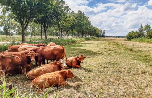 Ferienhaus Big Apple - Foto 27