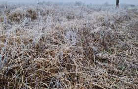 Badischer Neubau-Ruhe-Kunst-Natur - Foto 13