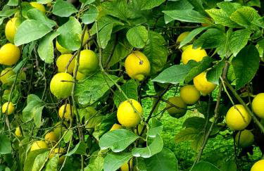 Terre Di Vendicari - Photo 23