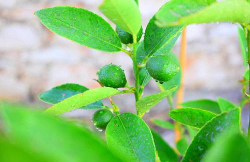 Anna's Stone House - Foto 42