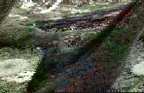 Green Retreat Kuca uz Rijeku za Savrseni Odmor - Foto 33