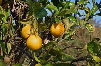 Casal das Laranjeiras - Foto 65