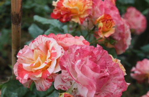 Holiday Home Villa Bobolino - Foto 25