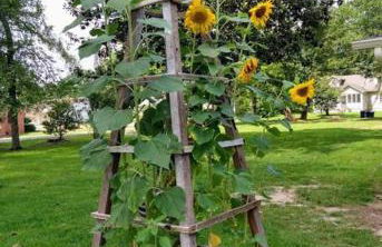 Gingerbird Art Suite - Foto 49