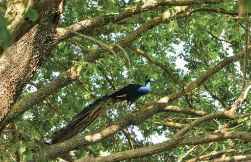 Casa Di Caccia - Foto 26