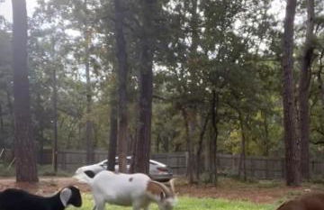 Cozy Cabin Escape - Foto 19