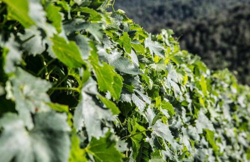 Casa Guaitoli - Foto 55