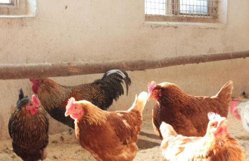 Allgäu Ferienhof Schönberger - Photo 49