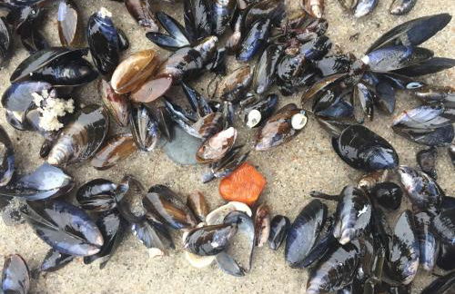 Dat-Klinkerhus - Foto 53