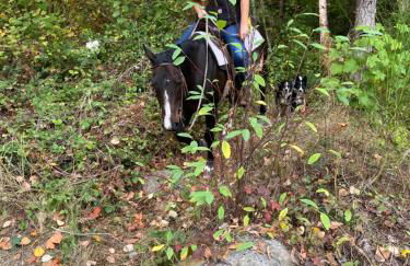 Rainier view farm stay cabin - Foto 13