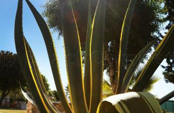 CASA BEACHCOMBER Le jardin des Arts - Foto 80