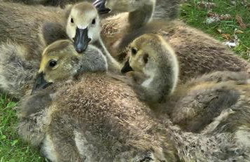 Beautiful 1-bed Cabin in Newmarket - Foto 43