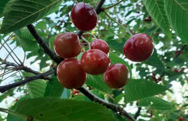 Sleeping Harsz - Foto 7