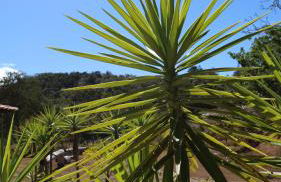 Haras Santa Amalia - Nova União MG - Foto 62